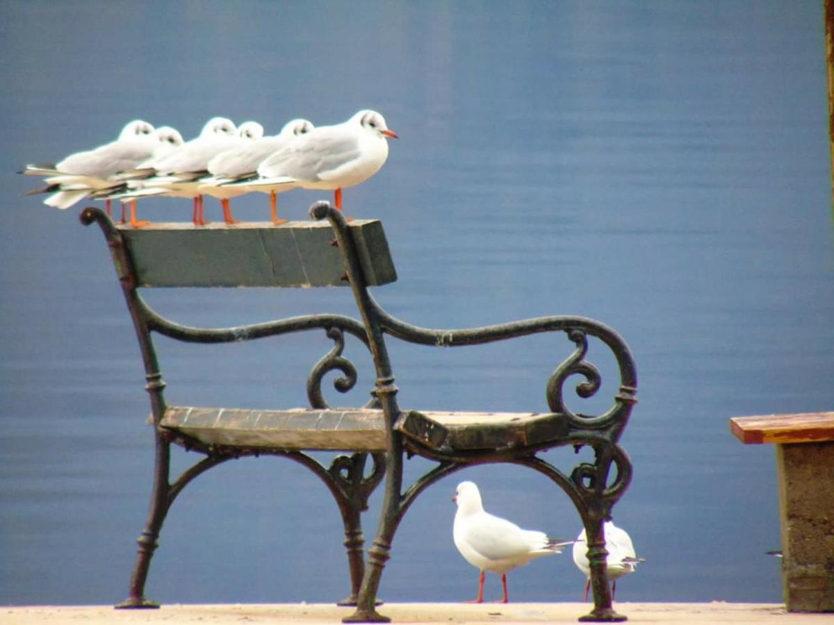 Villa D'Amore Montenegro 돈지 모린지 외부 사진